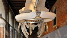 biblioteca-del-museo-di-storia-naturale-2
