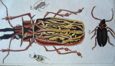 biblioteca-del-museo-di-storia-naturale-5