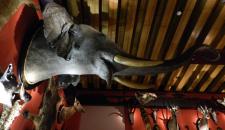 museo di storia naturale a venezia