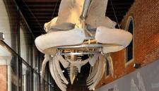 museo di storia naturale a venezia